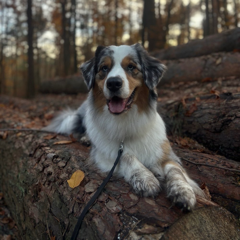 Hundetreffen-Spazieren gehen und spielen-Profilbild