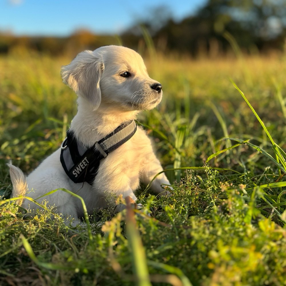 Hundetreffen-Welpen Treff-Profilbild