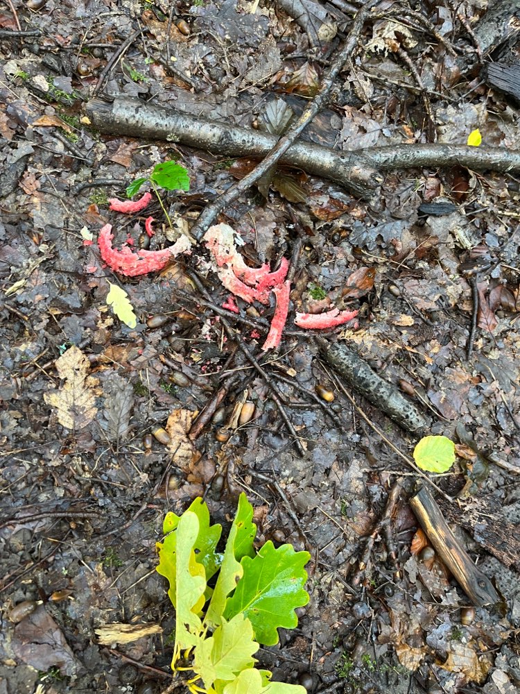 Giftköder-Seltsame Fleischreste-Profilbild