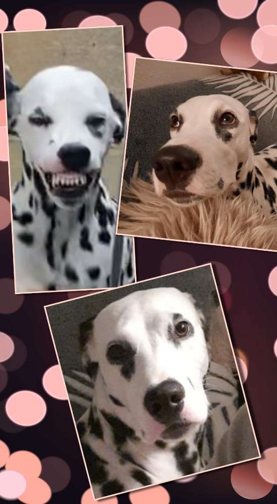Hundetreffen-Dalmatiner Treffen-Profilbild