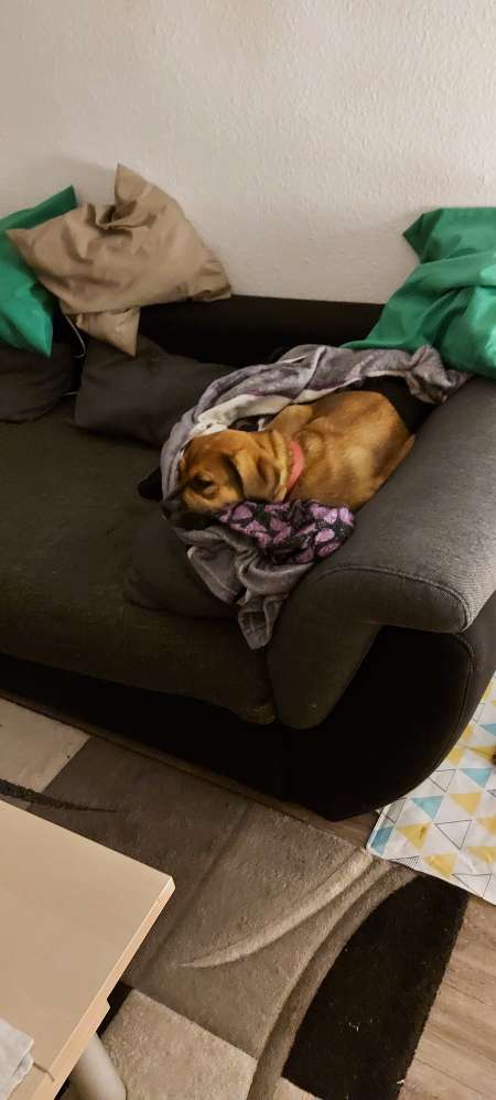 Hundetreffen-(Welpen) runde durch den Volkspark-Profilbild