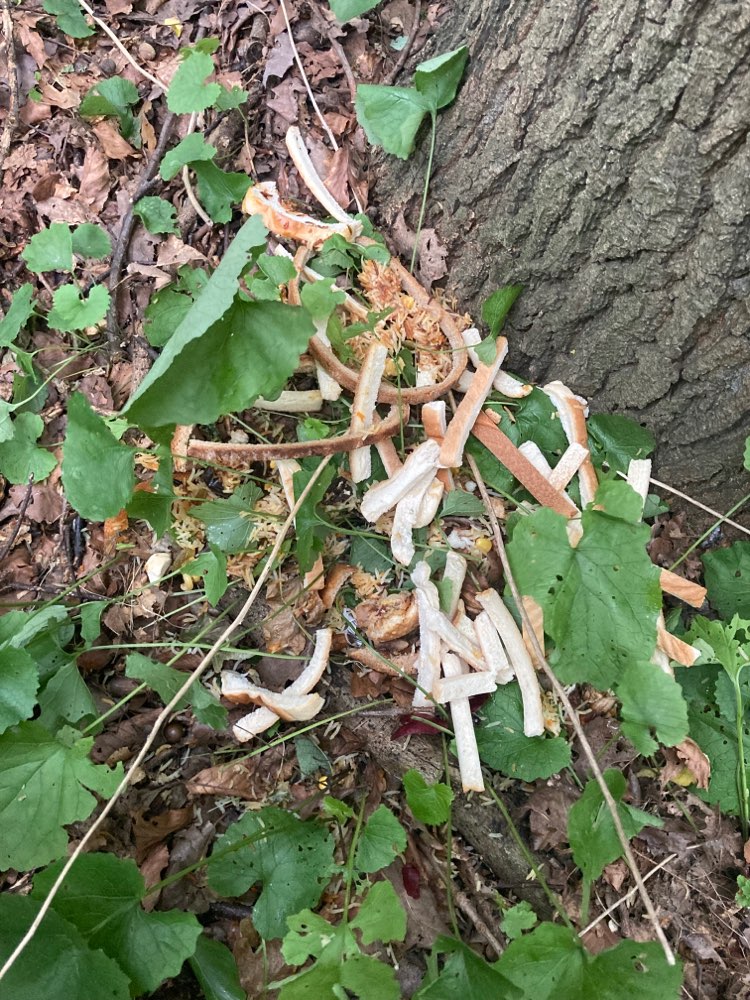 Giftköder-Evtl. Giftköder im Gebüsch-Profilbild