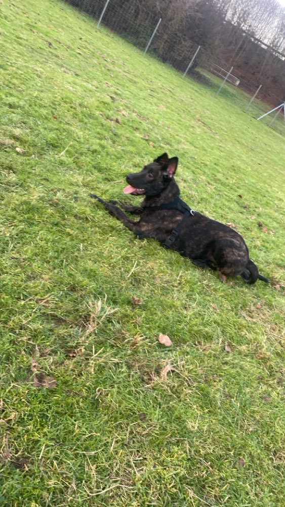 Hundetreffen-Social Walk in Gießen-Profilbild