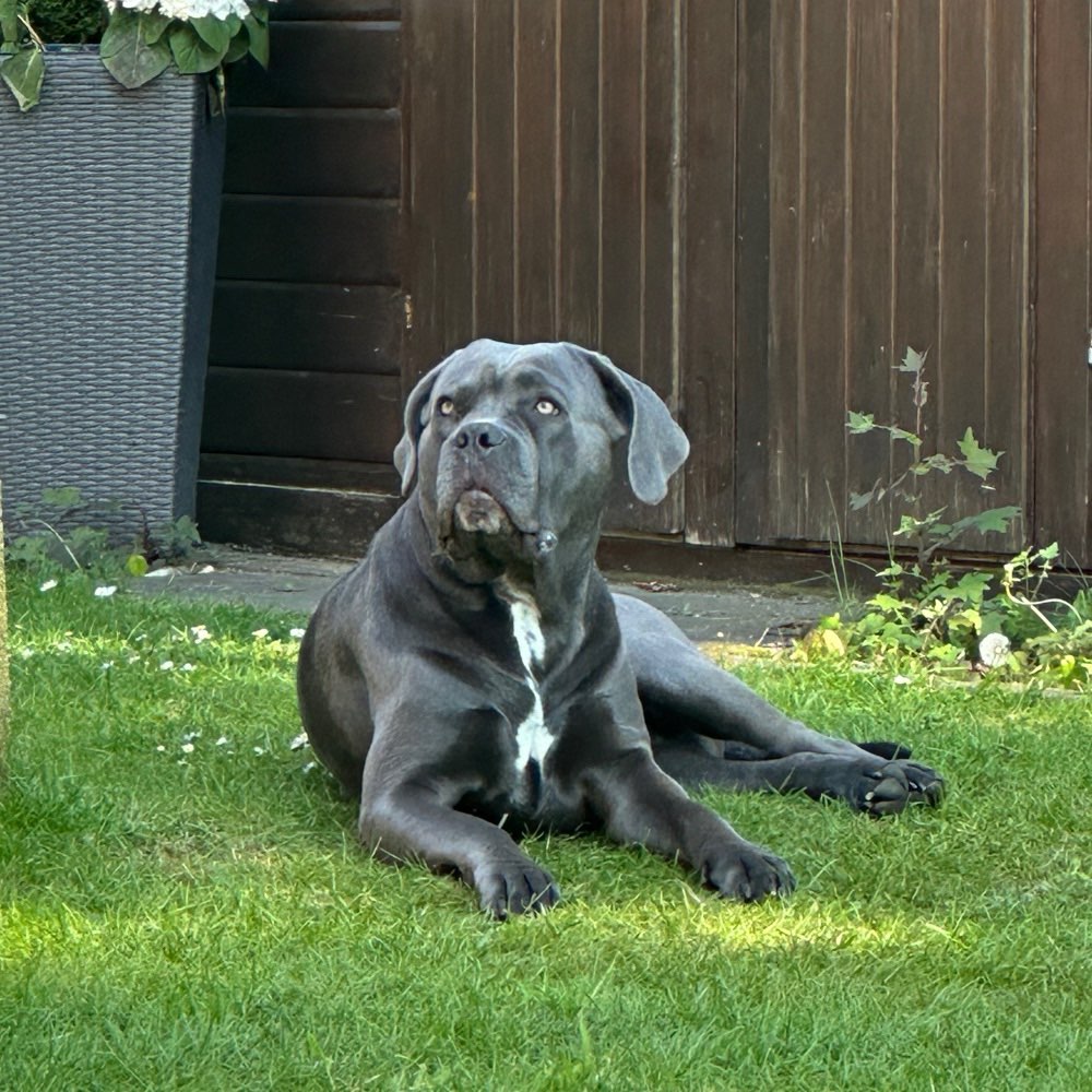 Hundetreffen-Spieltreff für große Hunde-Profilbild