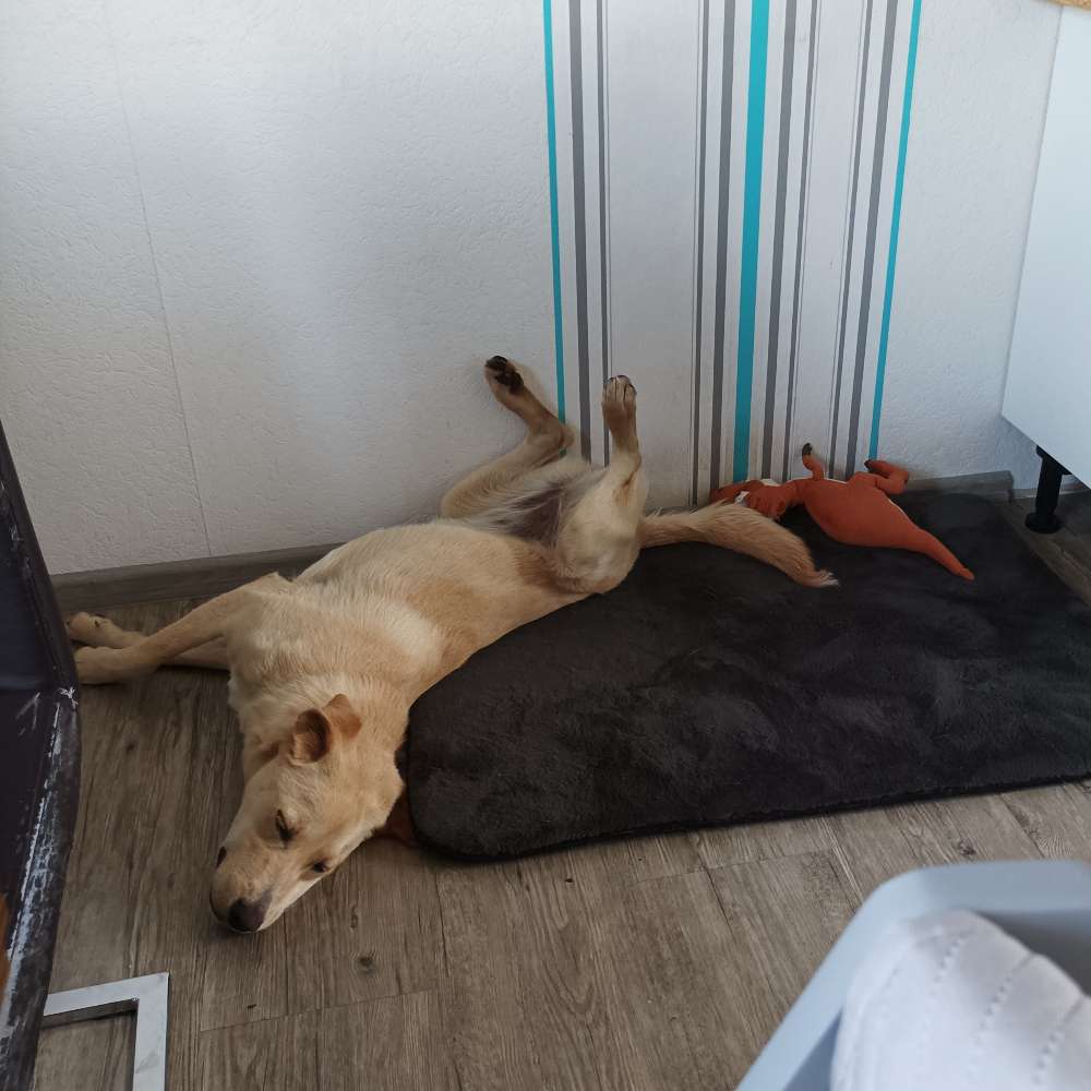 Hundetreffen-Junghunde Spieltreffen-Profilbild