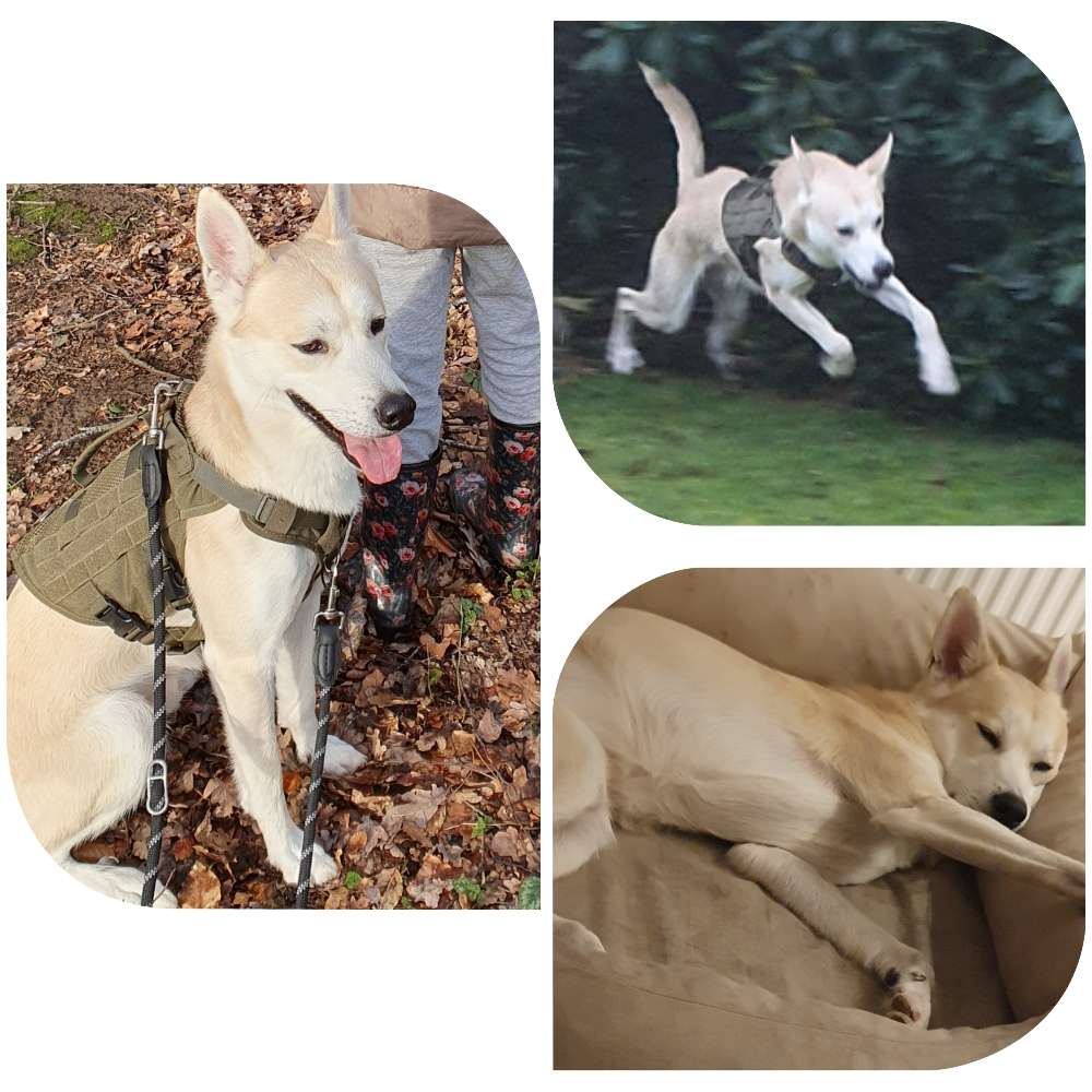 Hundetreffen-Soziales Training und gemeinsame Spaziergänge-Profilbild