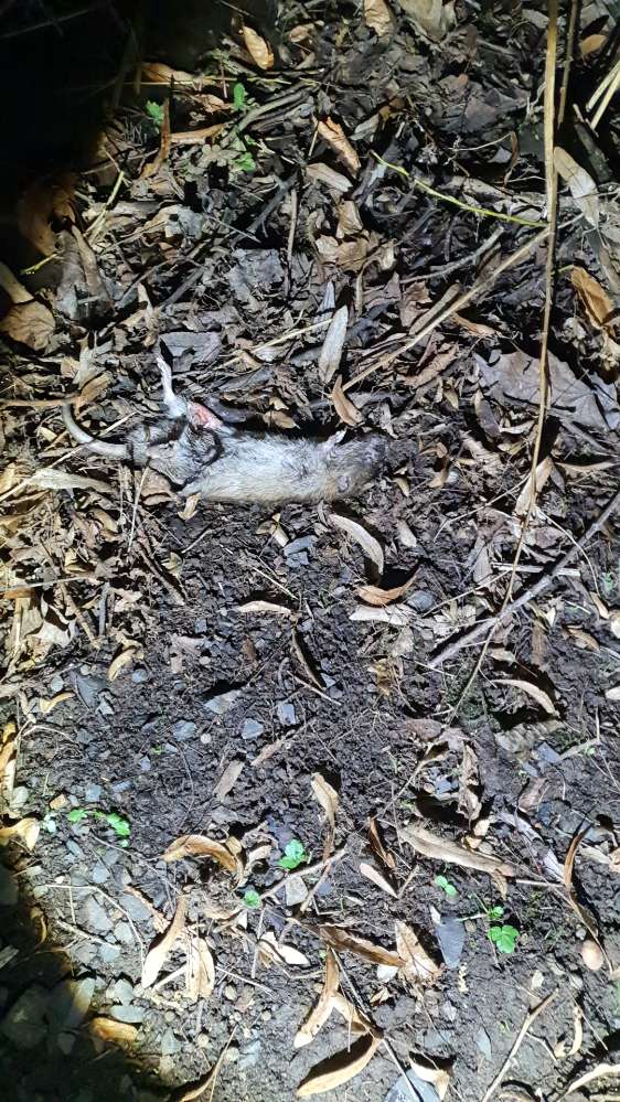 Giftköder-Rattengift Melsungen 14.02- 15.02 ff.-Profilbild