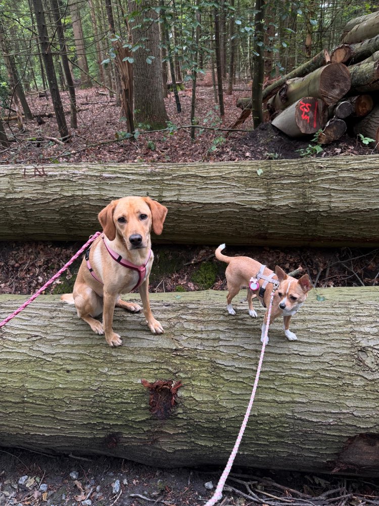Hundetreffen-gemeinsamer Spaziergang ohne Kontakt 🐶-Profilbild