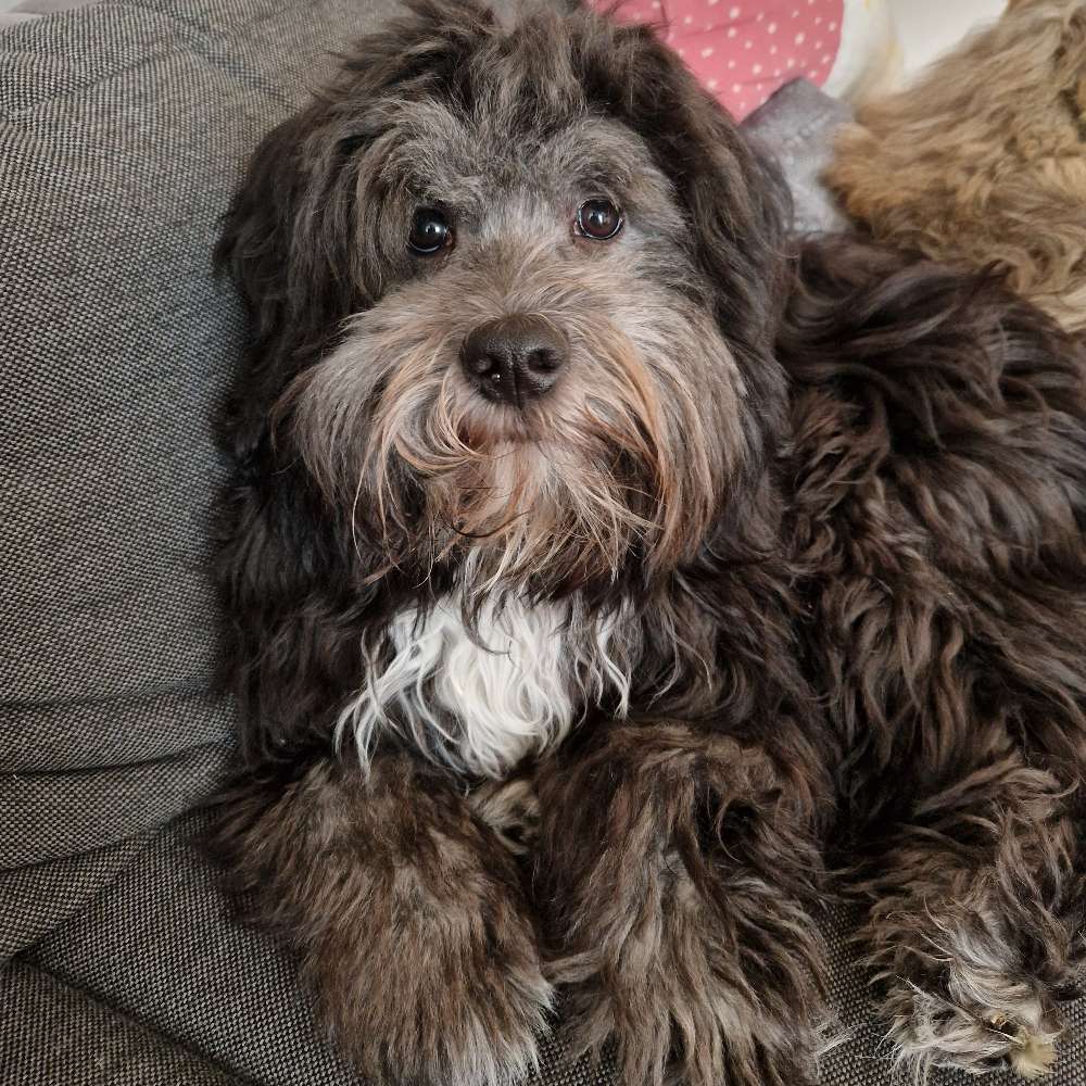 Hundetreffen-Tobefreunde und Soziale Kontakte gesucht-Profilbild