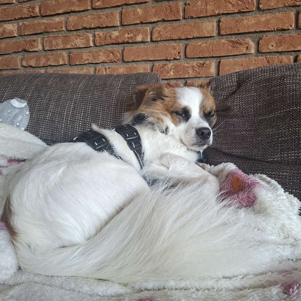 Hundetreffen-Spielkumpel, aber auch Spaziergefährten gesucht-Profilbild