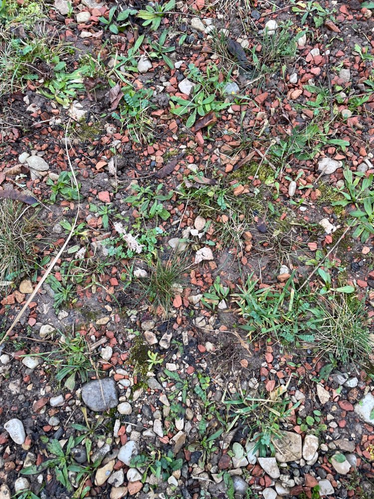 Giftköder-Vermutlich Giftköder-Profilbild