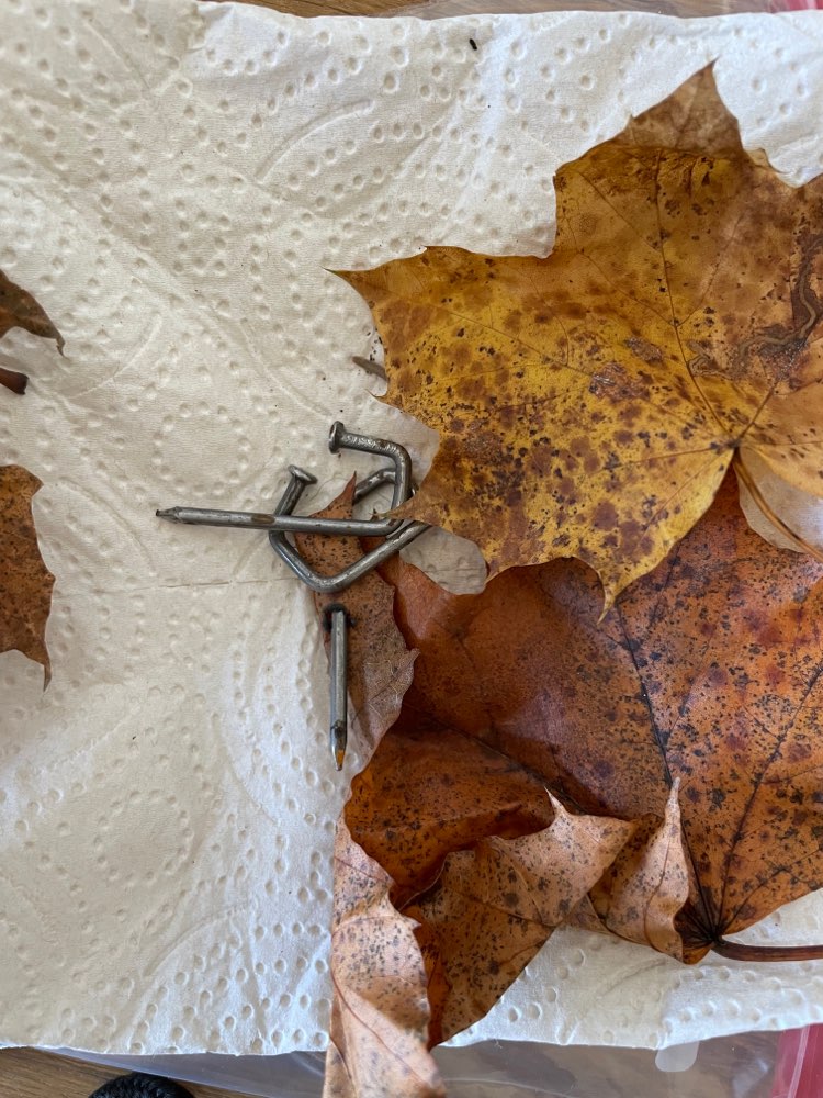 Giftköder-Möglicher Köder (verbogene Nägel)-Profilbild