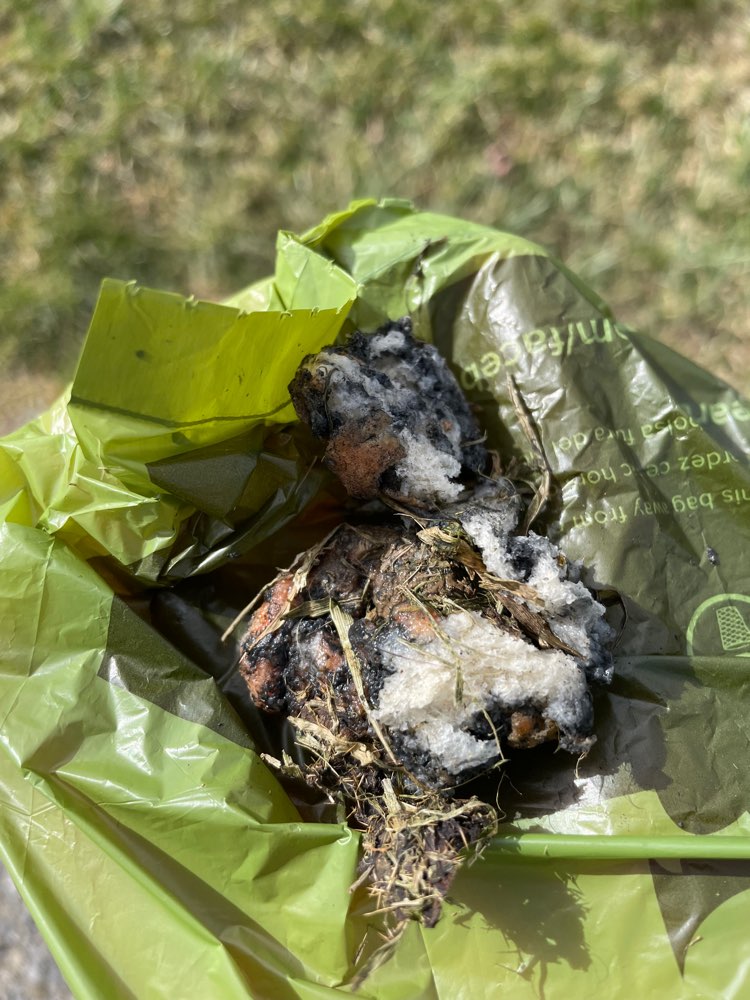 Giftköder-Brötchen mit schwarzer Substanz-Profilbild