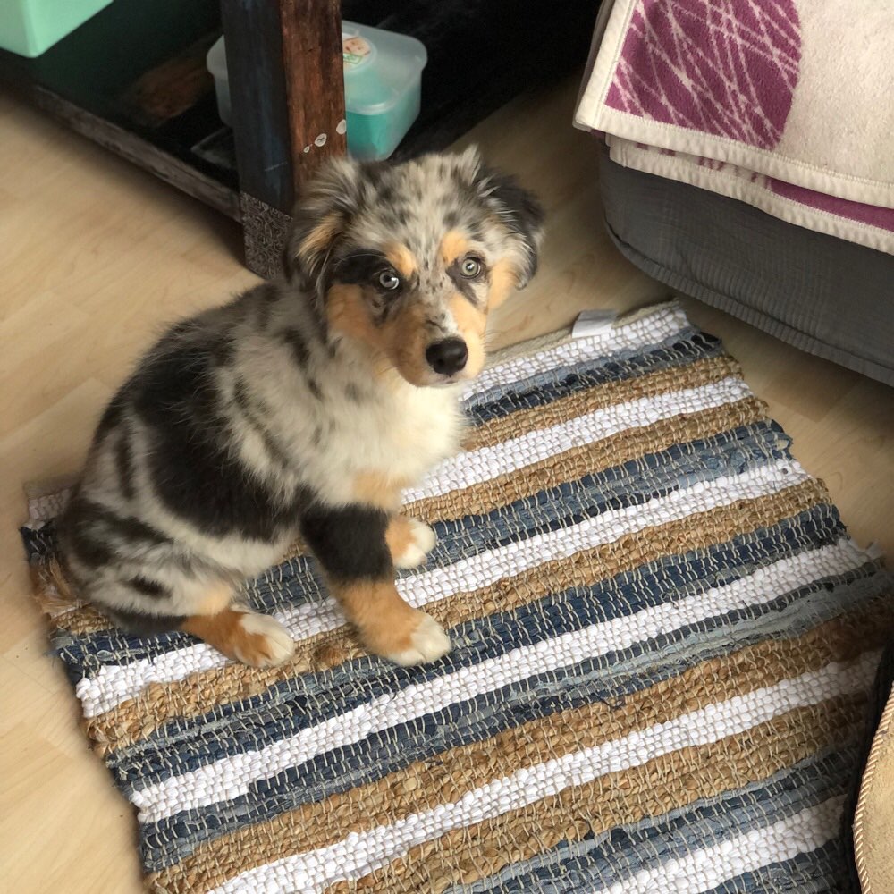 Hundetreffen-Gassi treffen 🐶-Profilbild