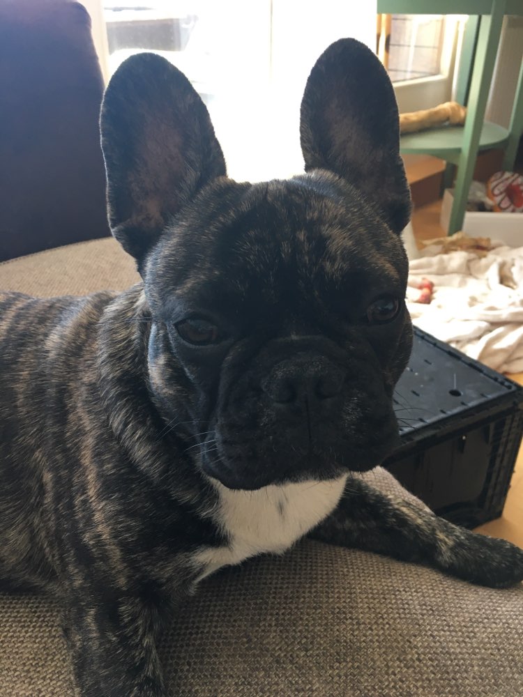 Hundetreffen-Spielfreunde für unseren Oskar, für gelegentliche Treffen-Profilbild