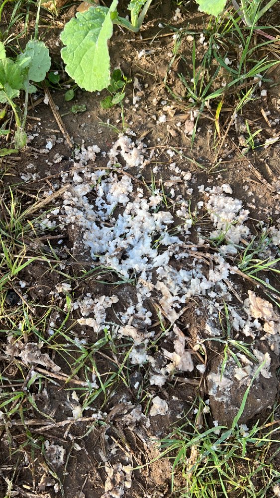 Giftköder-Vermutlicher Giftköder in Neuforweiler-Profilbild