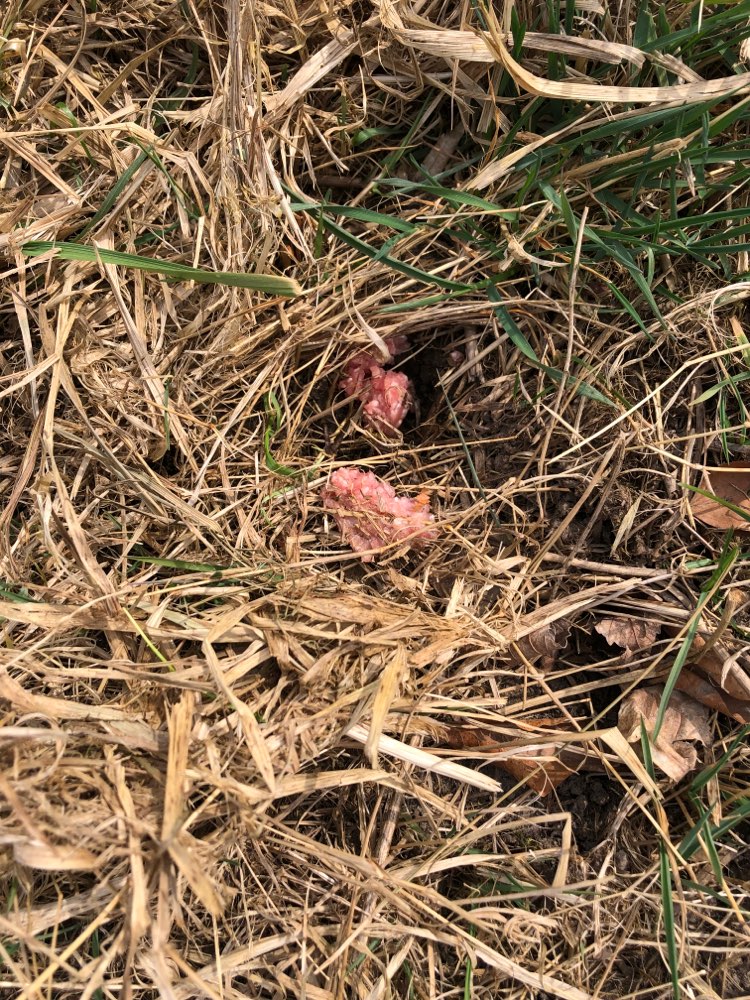 Giftköder-Giftköder-Profilbild