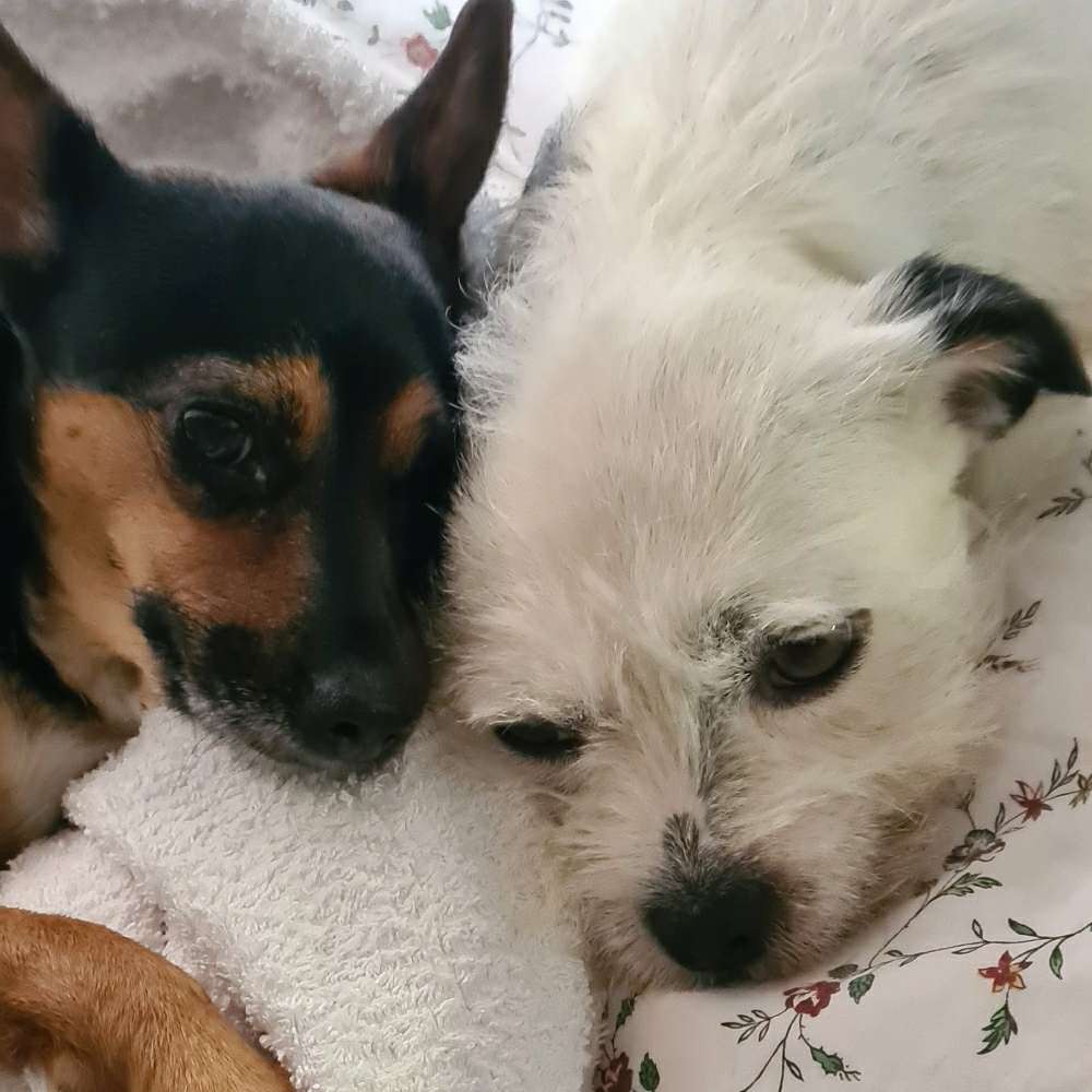 Hundetreffen-Treffen Spielrunde-Profilbild