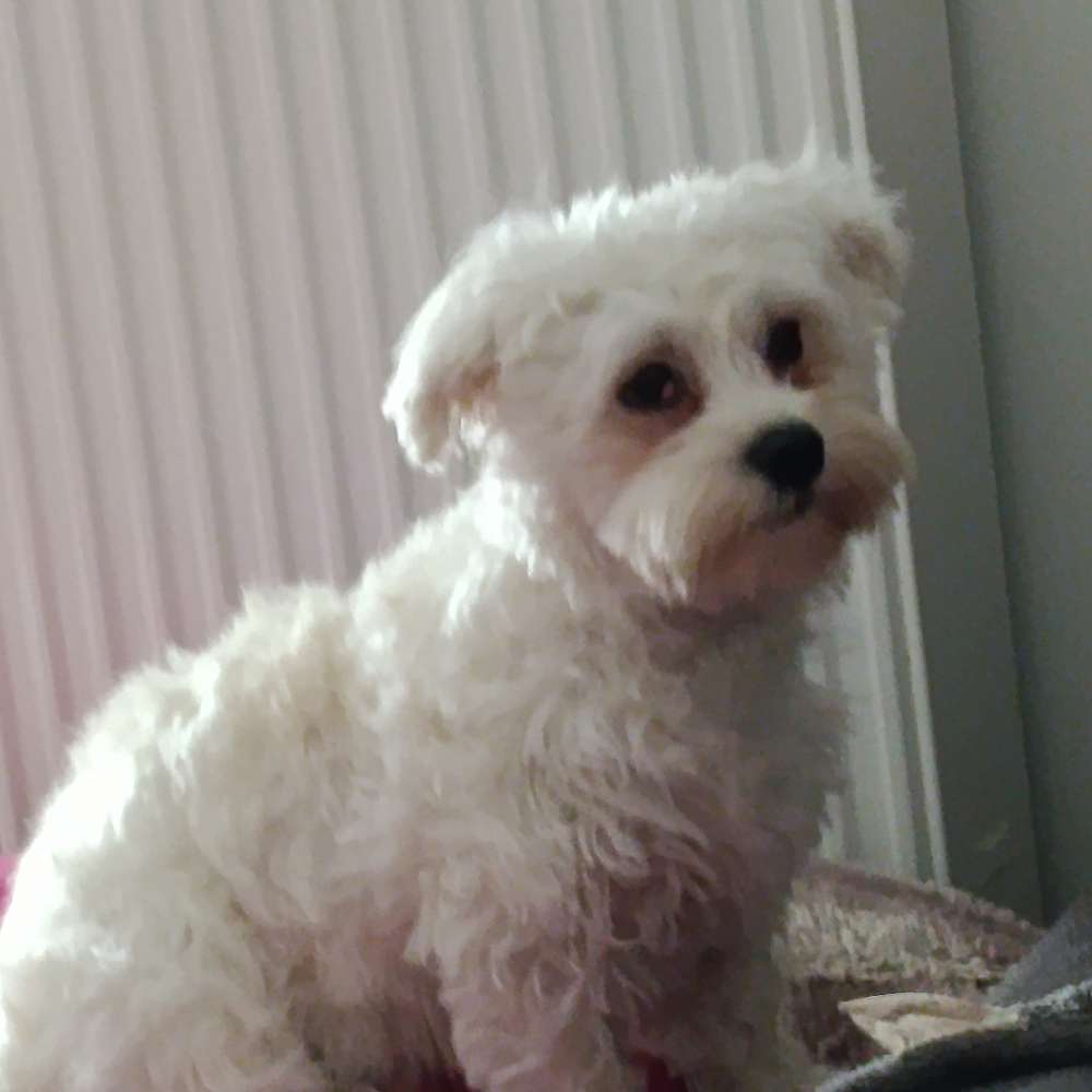 Hundetreffen-Junghunde Spaziergang und Spielen-Profilbild