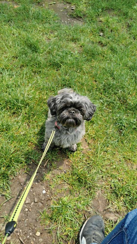 Hundetreffen-Gassi Gesellschaft gesucht (Freisenbruch / Steele)-Profilbild