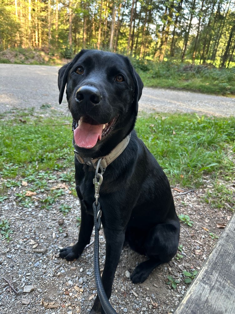Hundetreffen-Trainingsspaziergang-Profilbild