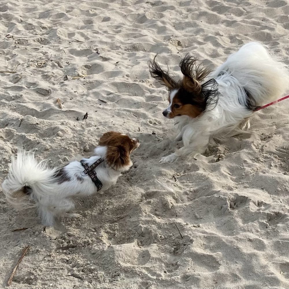 Hundetreffen-Begegnungen auf Augenhöhe-Profilbild