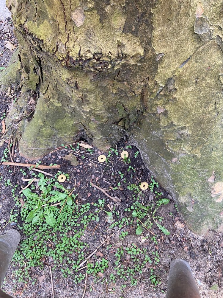 Giftköder-Mögliche Giftköder-Profilbild