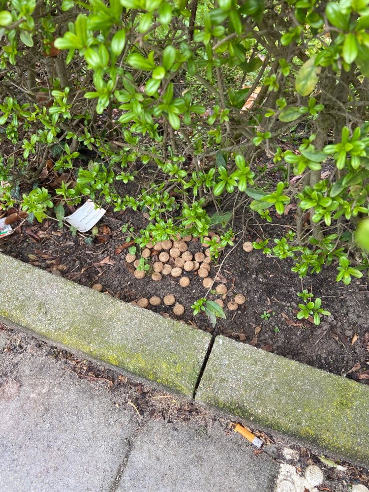 Giftköder-Hundefutter im Busch-Profilbild