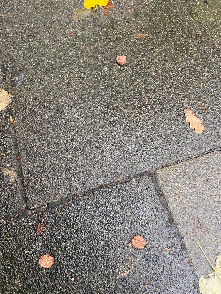 Giftköder-Potenzieller GiftköderWurst  auf dem Weg-Profilbild