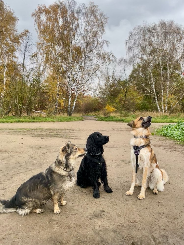 Hundetreffen-Social Walk im Gemeindepark Lankwitz-Profilbild