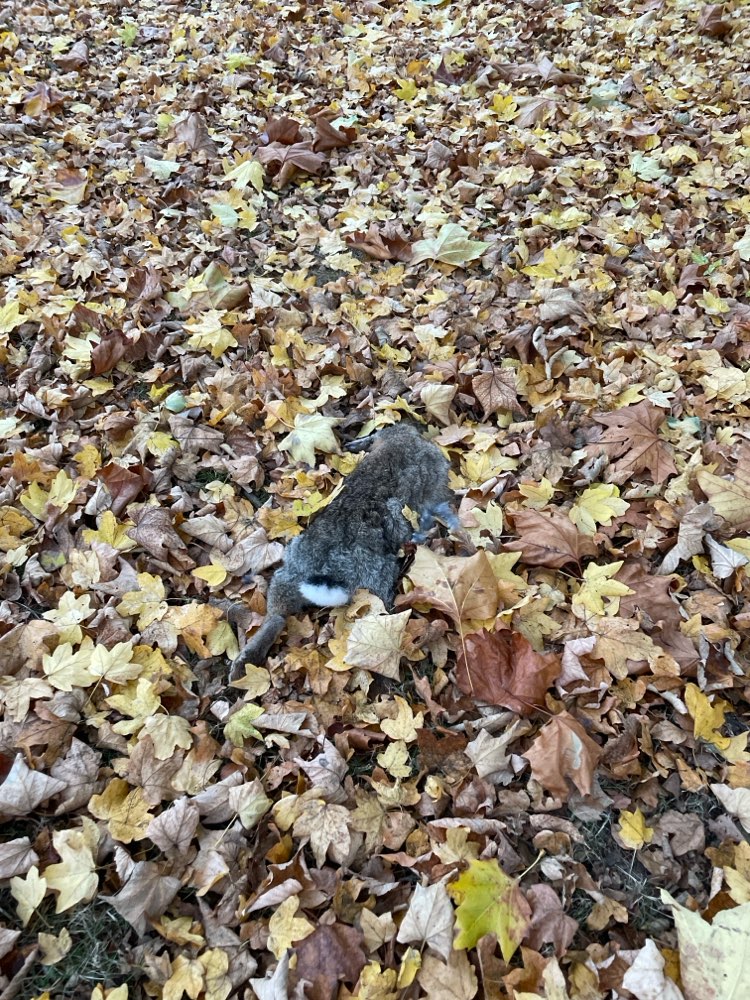Giftköder-Totes Kaninchen-Profilbild