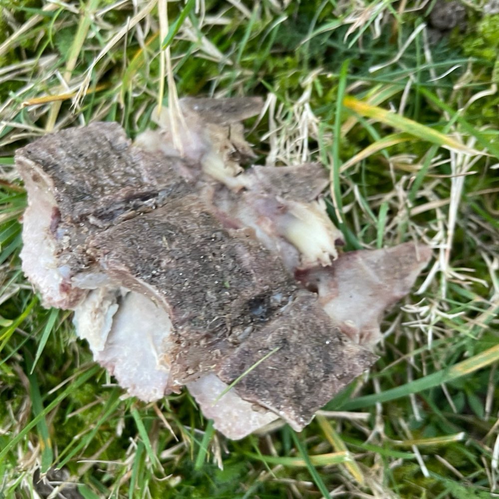 Giftköder-Knochen mit Fleischresten im Gras-Profilbild