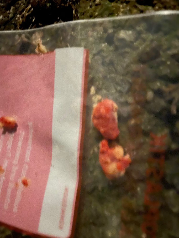 Giftköder-Eventuell Giftköder-Profilbild