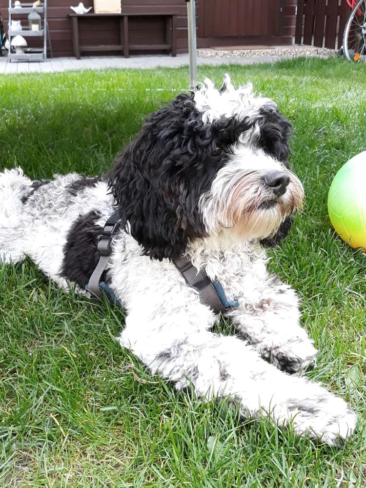 Hundetreffen-Spieltreff im Garten oder auf einer Hundewiese-Profilbild