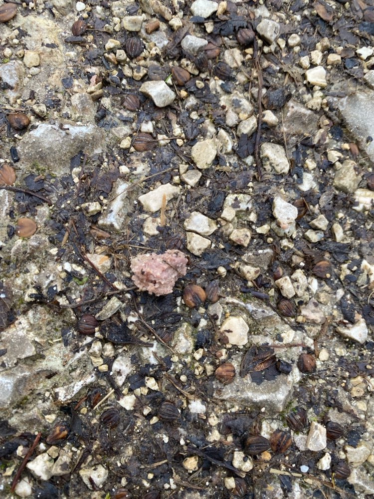 Giftköder-Bröselige rohe Fleischreste verteilt ??-Profilbild