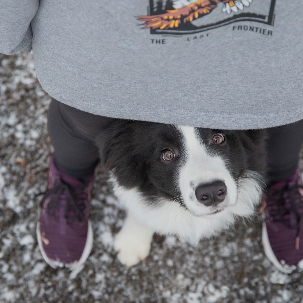 Hundetreffen-Welpen und Junghunde treffen-Profilbild