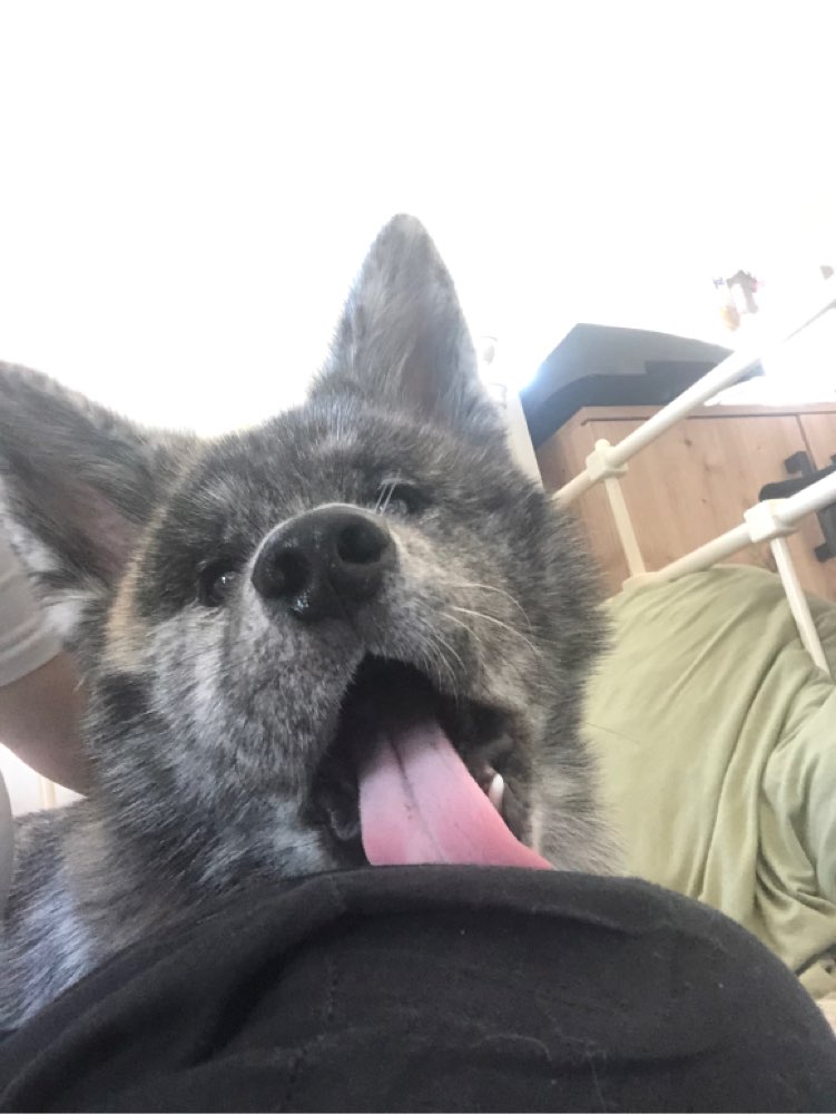 Hundetreffen-Gremlin sucht Hundefreunde-Profilbild