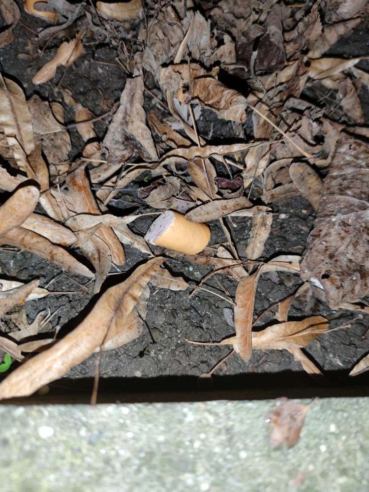 Giftköder-Möglicher Giftköder-Profilbild