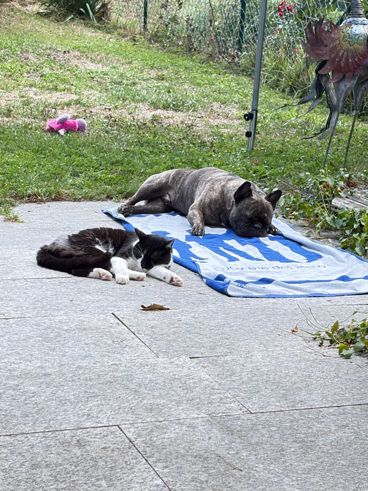 Hundetreffen-Spielerunde Frenchie-Profilbild