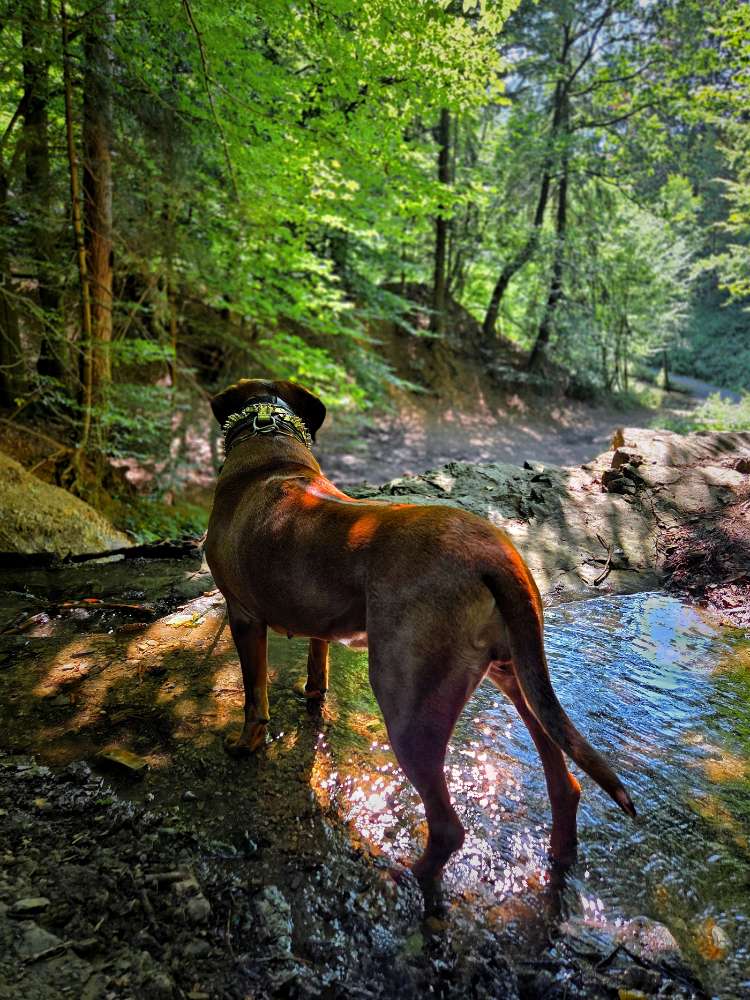 Giftköder-Eichen-Prozessionsspinner-Profilbild