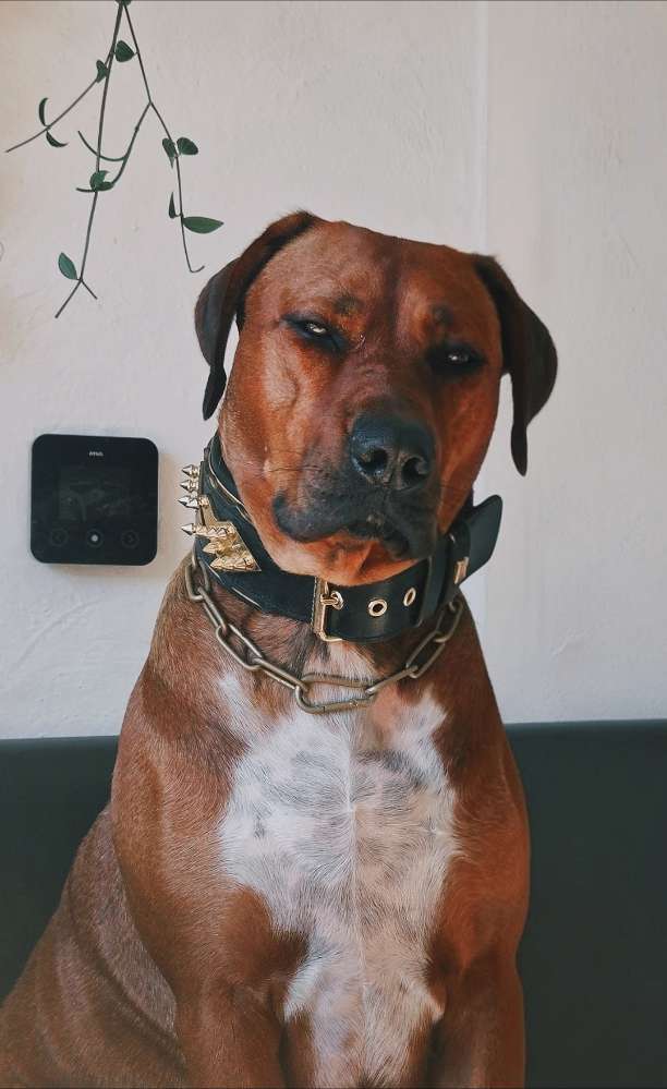 Hundetreffen-Hundetraining in Achternmeer-Profilbild