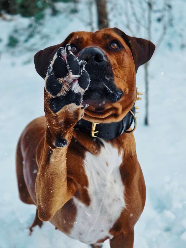 Schneeeeeee!! Banner