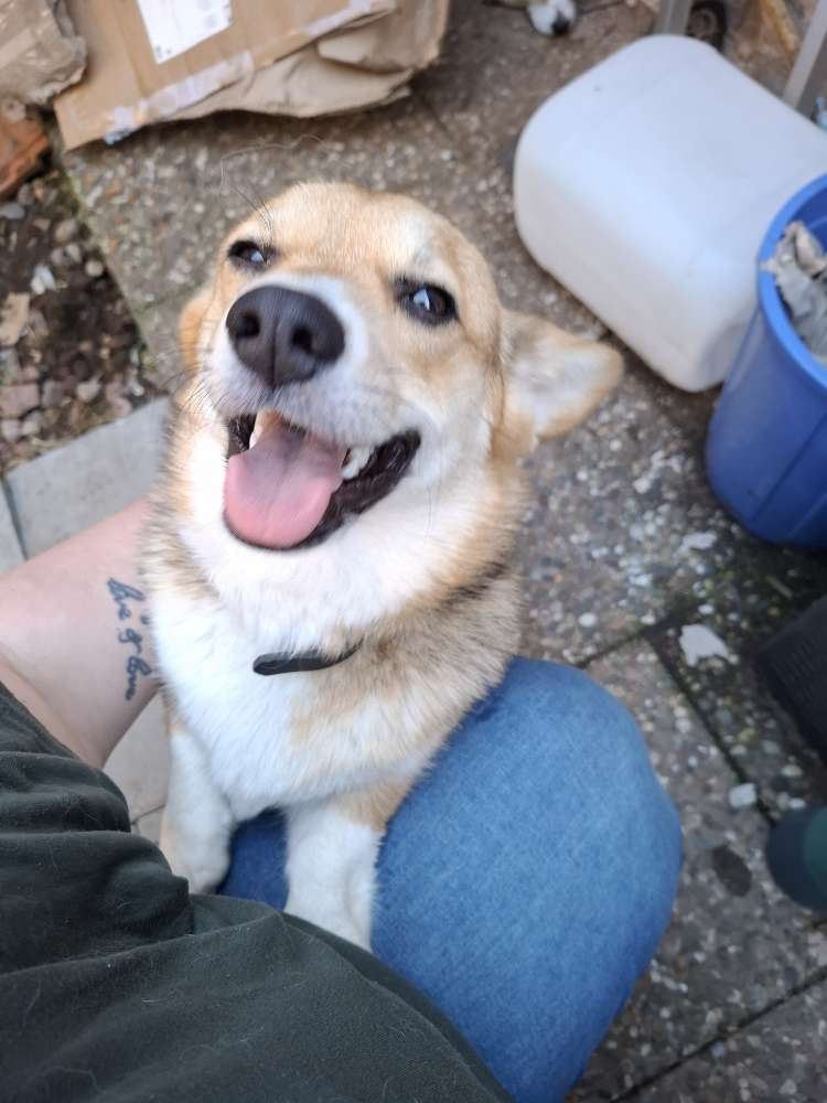 Hundetreffen-Gemeinsame Runde in Roden-Profilbild