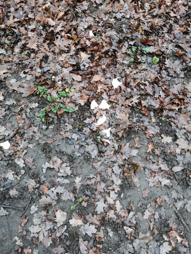 Giftköder-Hähnchenbruststreifen-Profilbild