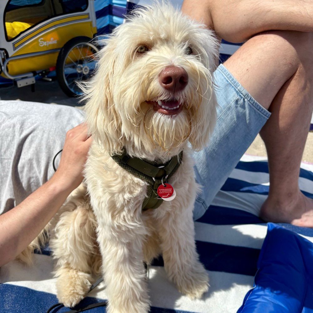 Hundetreffen-Spieletreff Junghunde Castrop-Rauxel und Umgebung-Profilbild