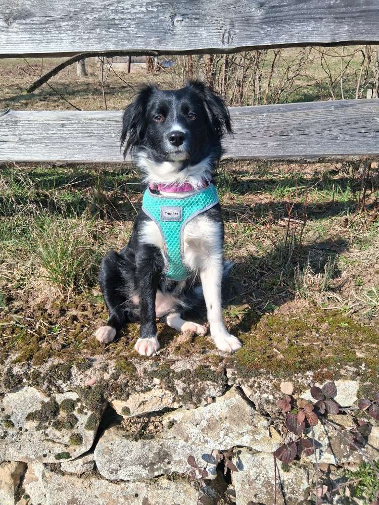 Hundetreffen-Gassi- und Spielrunde, Austauschen, Training-Profilbild