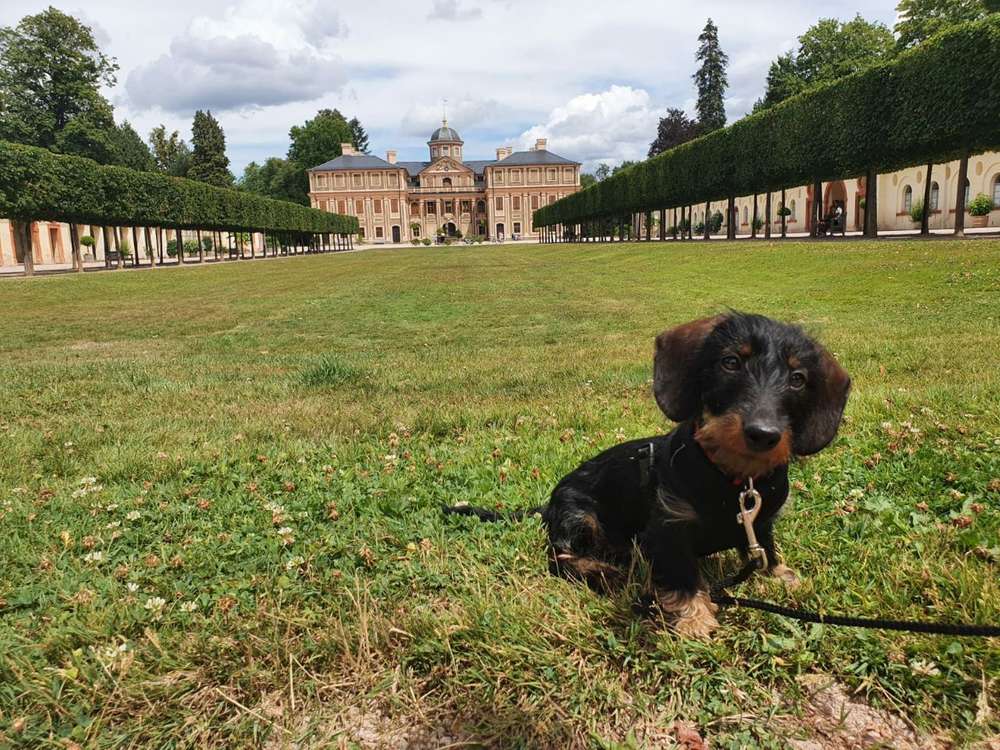 Hundetreffen-Welpentreffen / Spazierengehen-Profilbild