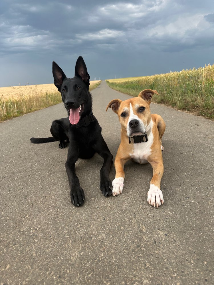 Hundetreffen-Hundekumpels & -kumpelinen gesucht-Profilbild