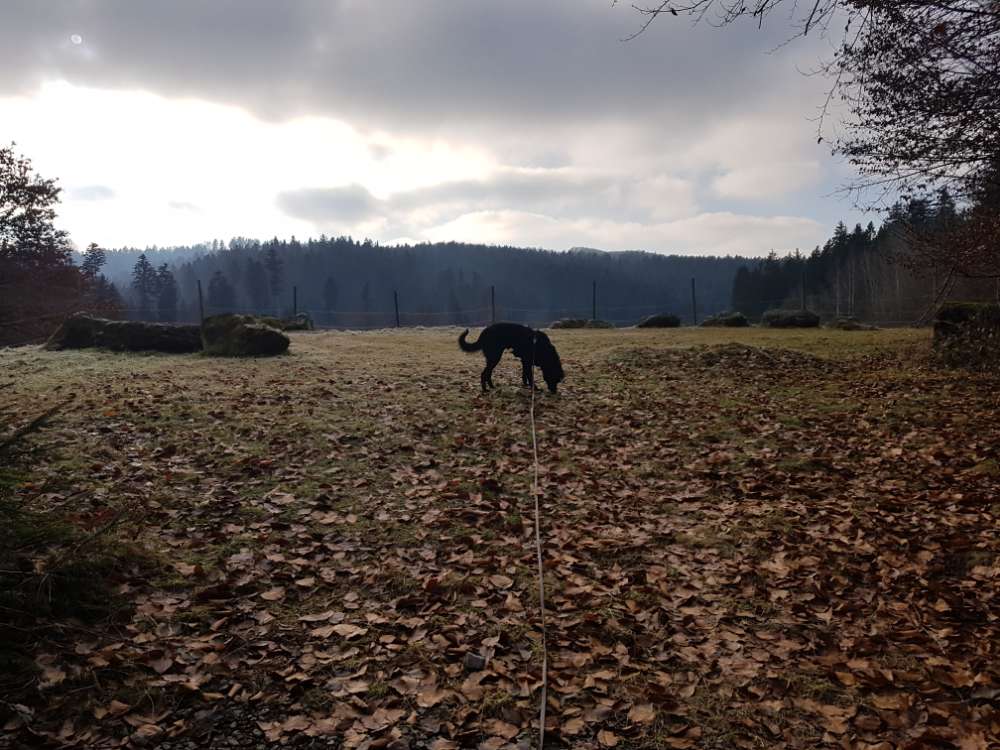 Hundetreffen-Spazieren, Trainieren, Wandern-Profilbild