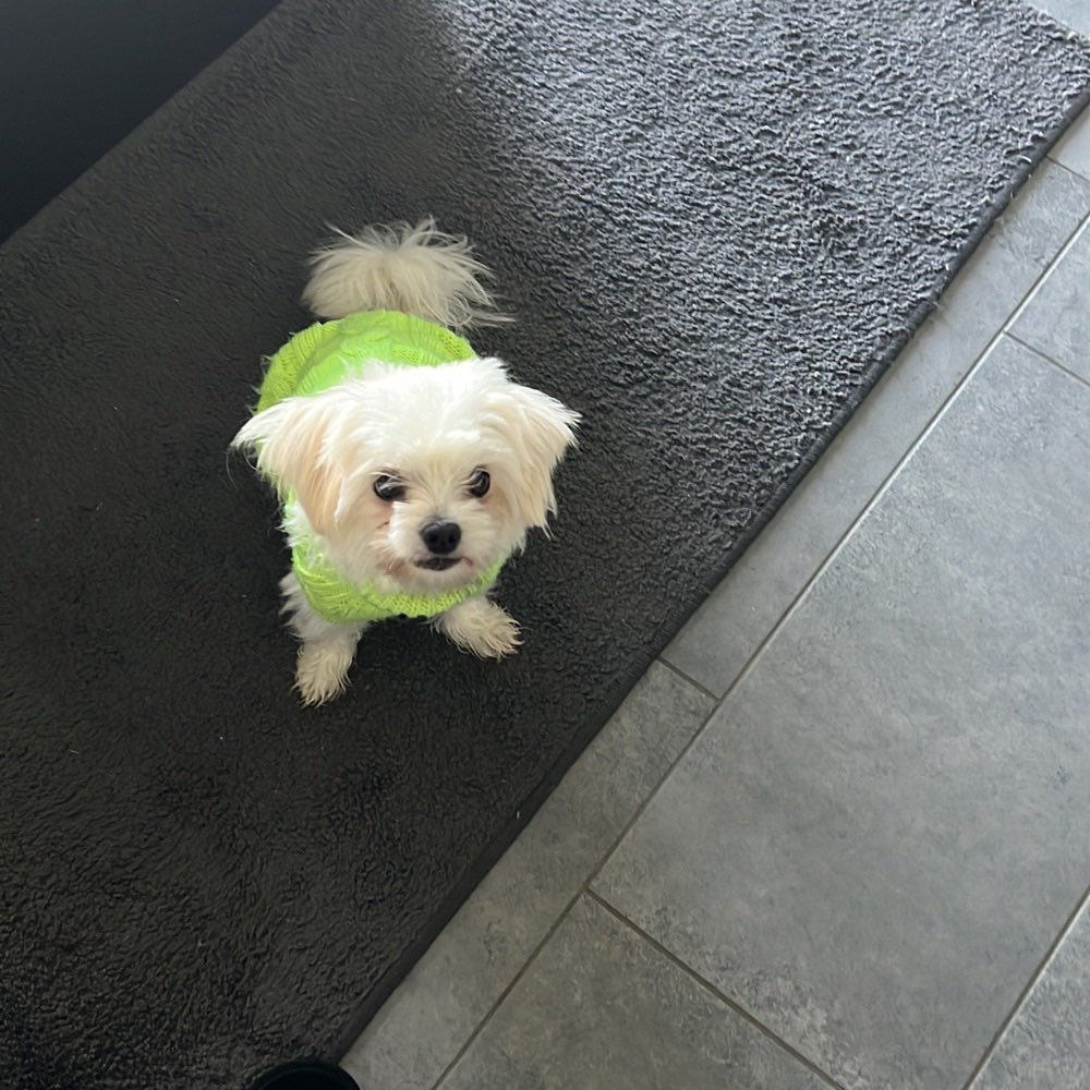 Hundetreffen-Gassi und Spieltreffen 🫶🏻-Profilbild